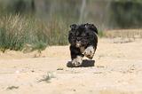 LHASSA APSO 027
